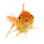 A goldfish facing the camera with its mouth open
